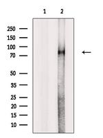 Phospho-p73 (Thr86) Antibody in Western Blot (WB)