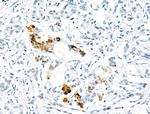 Phospho-PDX1 (Ser66) Antibody in Immunohistochemistry (Paraffin) (IHC (P))