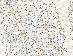 Phospho-PDX1 (Ser66) Antibody in Immunohistochemistry (Paraffin) (IHC (P))