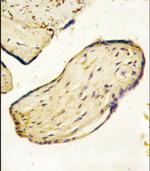 CD73 Antibody in Immunohistochemistry (Paraffin) (IHC (P))