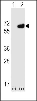 CD73 Antibody in Western Blot (WB)