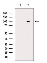 Phospho-Progesterone Receptor (Ser345) Antibody in Western Blot (WB)