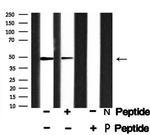 Phospho-RAD23A (Ser357) Antibody in Western Blot (WB)