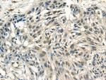 Phospho-RAD50 (Ser635) Antibody in Immunohistochemistry (Paraffin) (IHC (P))