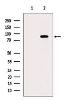 Phospho-TRIM28 (Ser824) Antibody in Western Blot (WB)