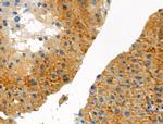 Phospho-Caspase 3 (Ser26) Antibody in Immunohistochemistry (Paraffin) (IHC (P))