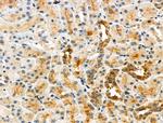 Phospho-Caspase 3 (Ser26) Antibody in Immunohistochemistry (Paraffin) (IHC (P))