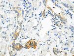 Phospho-ATP1A1 (Tyr260) Antibody in Immunohistochemistry (Paraffin) (IHC (P))