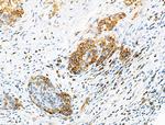 Phospho-ATP1A1 (Tyr260) Antibody in Immunohistochemistry (Paraffin) (IHC (P))