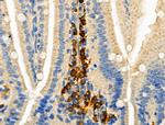 Phospho-C5AR1 (Ser327) Antibody in Immunohistochemistry (Paraffin) (IHC (P))