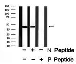 Phospho-C5AR1 (Ser327) Antibody in Western Blot (WB)