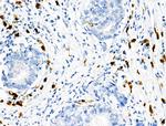 Phospho-RRAS (Tyr66) Antibody in Immunohistochemistry (Paraffin) (IHC (P))