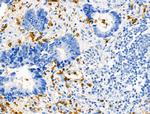 Phospho-RRAS (Tyr66) Antibody in Immunohistochemistry (Paraffin) (IHC (P))