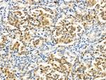 Phospho-XRCC1 (Thr284) Antibody in Immunohistochemistry (Paraffin) (IHC (P))