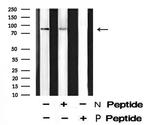 Phospho-XRCC1 (Thr284) Antibody in Western Blot (WB)