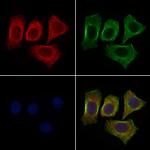 PTRF Antibody in Immunocytochemistry (ICC/IF)