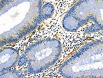 PTRF Antibody in Immunohistochemistry (Paraffin) (IHC (P))