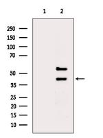 PTRF Antibody in Western Blot (WB)