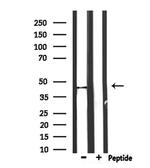 PTRF Antibody in Western Blot (WB)