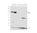 Myosin 4 Antibody in Western Blot (WB)