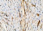 KCNE2 Antibody in Immunohistochemistry (Paraffin) (IHC (P))