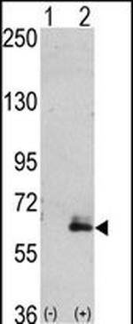 MAP2 Antibody in Western Blot (WB)