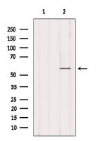 B7-H3 Antibody in Western Blot (WB)