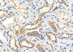 OXGR1 Antibody in Immunohistochemistry (Paraffin) (IHC (P))