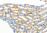 OXGR1 Antibody in Immunohistochemistry (Paraffin) (IHC (P))