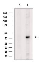 OXGR1 Antibody in Western Blot (WB)