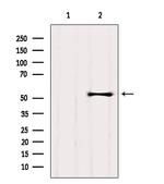 GPR89A Antibody in Western Blot (WB)