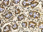 HnRNP Q Antibody in Immunohistochemistry (Paraffin) (IHC (P))