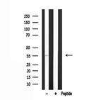 TROP2 Antibody in Western Blot (WB)