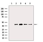 TROP2 Antibody in Western Blot (WB)