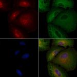 CKMT2 Antibody in Immunocytochemistry (ICC/IF)