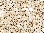 NFYA Antibody in Immunohistochemistry (Paraffin) (IHC (P))