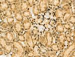 NFYA Antibody in Immunohistochemistry (Paraffin) (IHC (P))