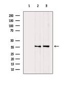 NFYA Antibody in Western Blot (WB)