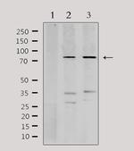 PFKP Antibody in Western Blot (WB)