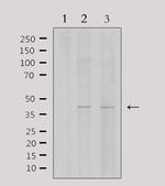 WTAP Antibody in Western Blot (WB)