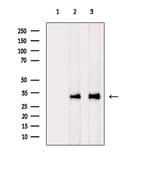 C1QBP Antibody in Western Blot (WB)