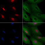 SLU7 Antibody in Immunocytochemistry (ICC/IF)