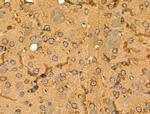 GPR101 Antibody in Immunohistochemistry (Paraffin) (IHC (P))