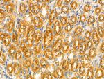 GPR101 Antibody in Immunohistochemistry (Paraffin) (IHC (P))