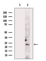 PYCARD Antibody in Western Blot (WB)