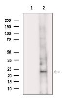 PYCARD Antibody in Western Blot (WB)