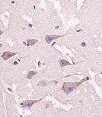 Nestin Antibody in Immunohistochemistry (Paraffin) (IHC (P))