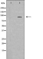 PTPN22 Antibody in Western Blot (WB)