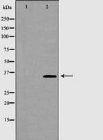 AKR1B1 Antibody in Western Blot (WB)