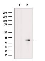 Nodal Antibody in Western Blot (WB)